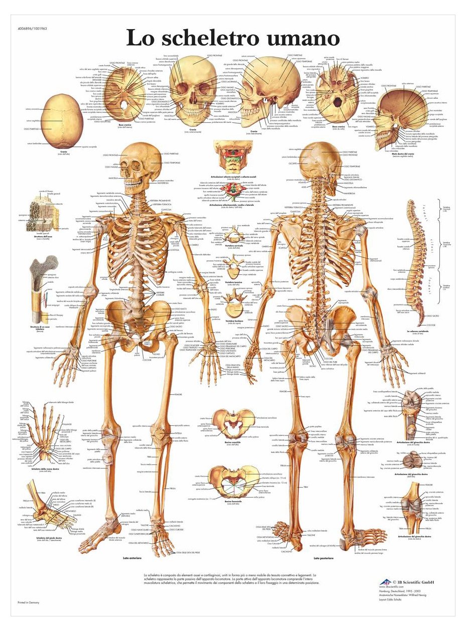 3B Scientific – Laminated Peripheral Nervous System Chart – UV & Dust-Protected Anatomy Poster for Study, Teaching & Clinics