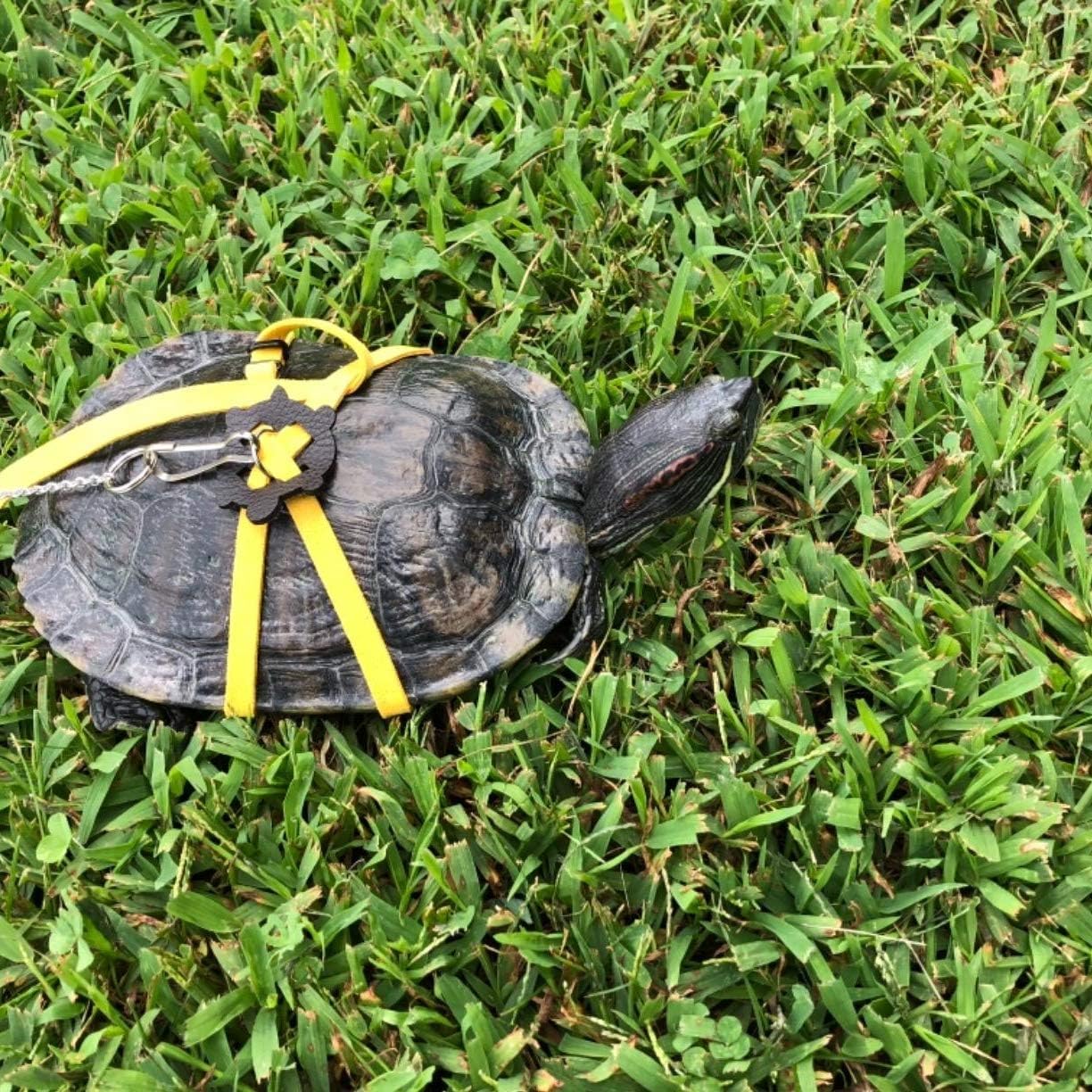 walking a turtle on a leash