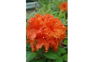 Live Plant from Green Promise Farms - Gibraltar Azalea #2 Gallon Size Container Orange Flowers