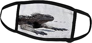 3dRose Danita Delimont - Galapagos Islands - Galapagos Marine Iguana, San Cristobal Island, Galapagos Islands - Face Masks (fm_250459_2)