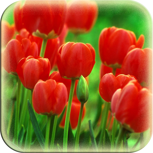 Flower Wallpaper:Amazon.com:Appstore for Android