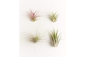 Shop Succulents | Assorted Collection | Variety of Species, Tropical House Plant for Home Décor, DIY Terrariums, 4-Pack