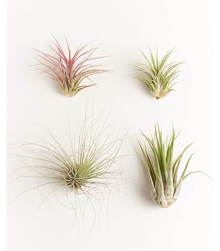 Amazon.com : It Blooms Rainforest Grown 3 Pack Ionantha Air Plants