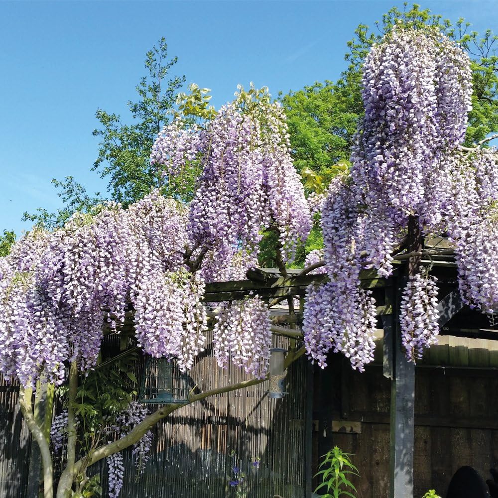 Hardy Climbing Wisteria Potted Plant for Outdoors and Cottage Gardens