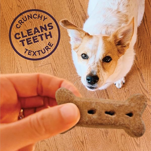 WELLNESS OLD MOTHER HUBBARD CLASSIC P-NUTTIER DOG BISCUITS, NATURAL TRAINING TREATS, PEANUT BUTTER FLAVOR, LARGE SIZE, 6 LB BOX