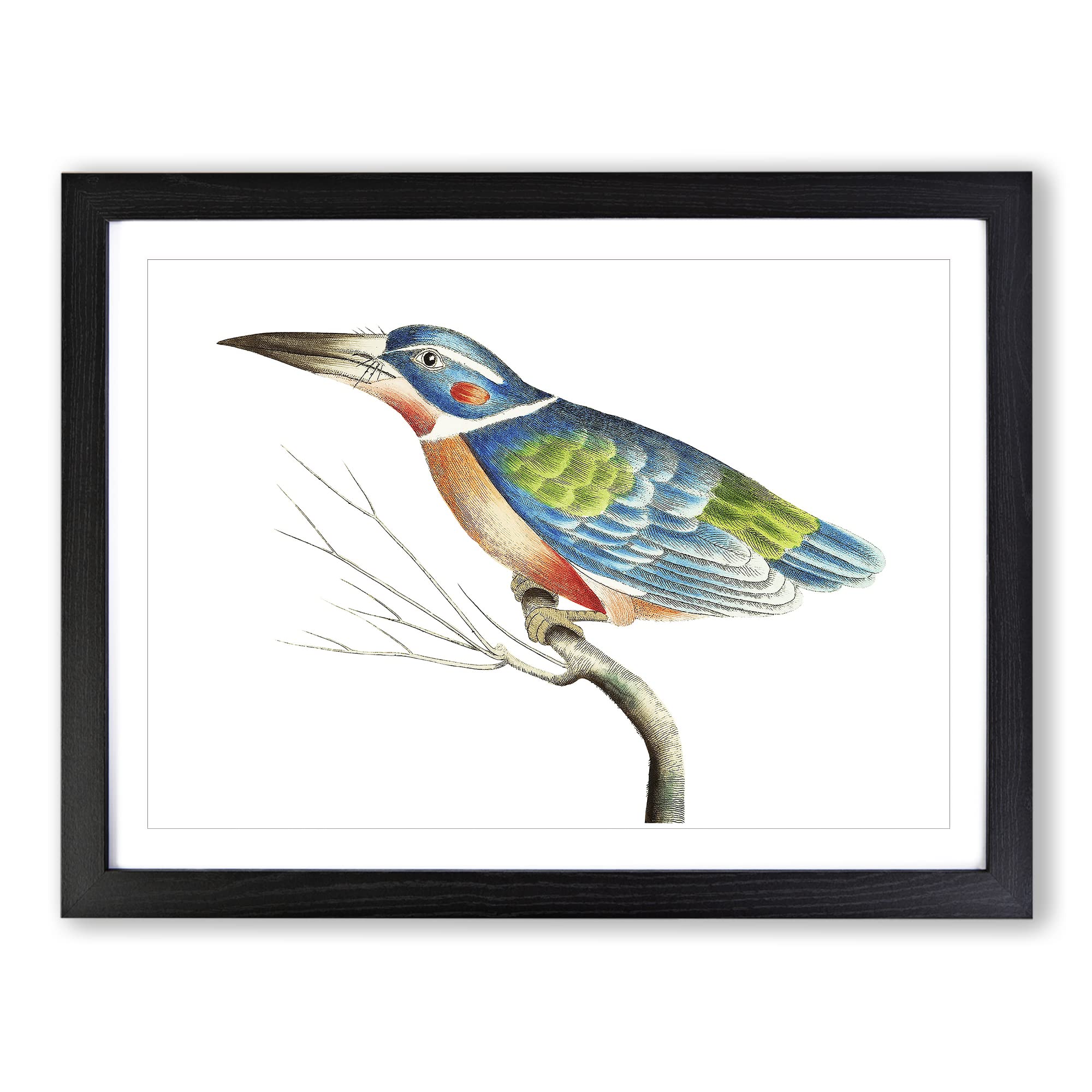 A Blue Kingfisher By George Shaw Vintage Framed Print | A4 Black Framed Wall Art | Ready to Hang | Classic Nature Picture | Living Room Bedroom Lounge Office