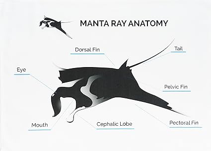 Anatomy Of A Stingray