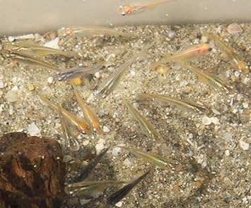Amazon 種類色々 ミックスメダカセット めだか12匹 補償分3匹 生体 三九屋 観賞魚 水中生物 通販