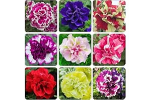 Double Petunia Alderman Seeds for Planting, 1000+ Perennial Seeds, Double Blooms for Garden Pots and Yard Decoration