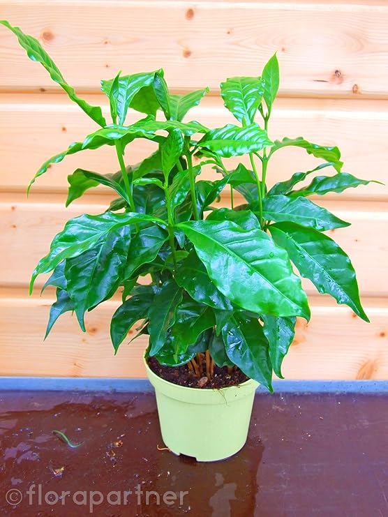 Kaffee Pflanze Coffea arabica 1stk./ Pflanze