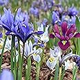 Bloomingbulb | 20 Mixed Dwarf Iris Reticulata Bulbs for Fall | Deer-Resistant & Vibrant | Perfect Perennial Garden Flower 6 t