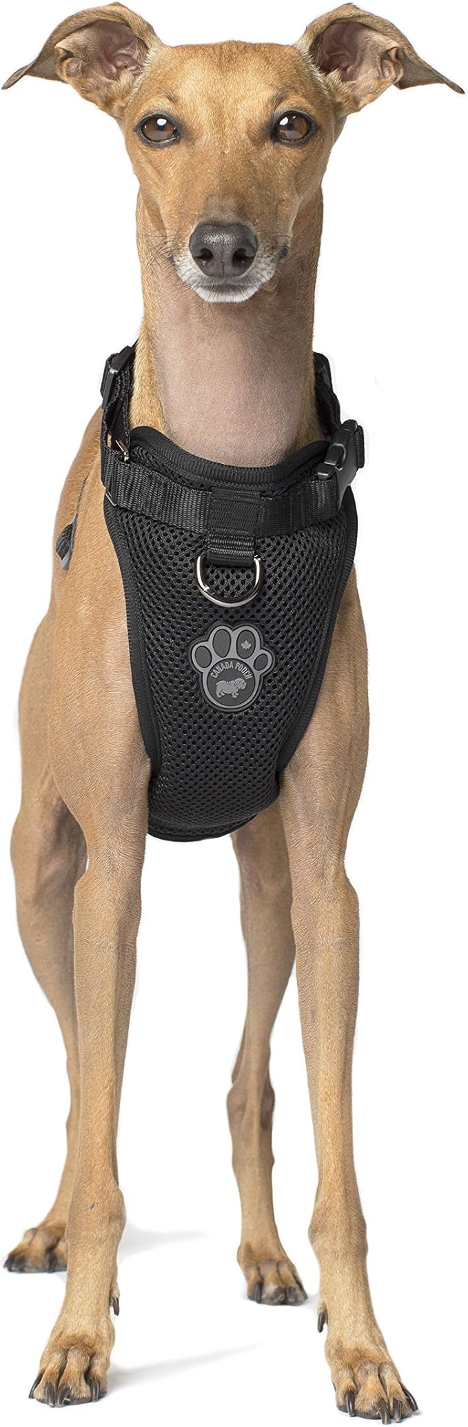 Canada Pooch Everything Harness, Large, Black Amazon.co.uk Pet Supplies