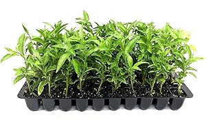 FLORIDA FOLIAGE Night Blooming Jasmine - 10 Live Plants - Jessamine Cestrum Nocturnum - Fragrant Blooming Vine