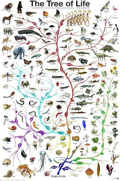 Evolución del árbol de la vida diseño de biología ciencia gráfico