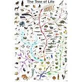 EuroGraphics Laminated Evolution Tree of Life Featuring Charles Darwin Poster Print 24x36