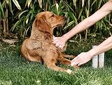 Pet Wiz Vet Approved Dry Shampoo for Pets Coconut & Oat Waterless view 4