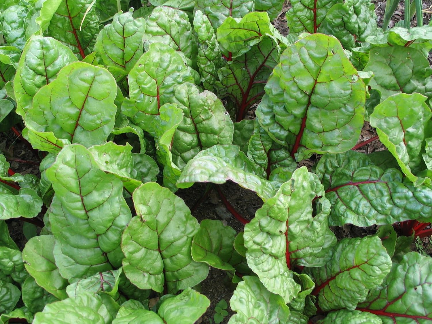 200 semillas Acelga roja Jumbo Pack de no GMO paquetes adicionales ...