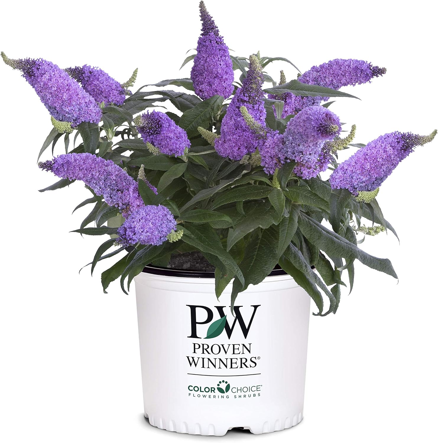 Proven Winner Pugster Amethyst Buddleia 2 Gal, Purple