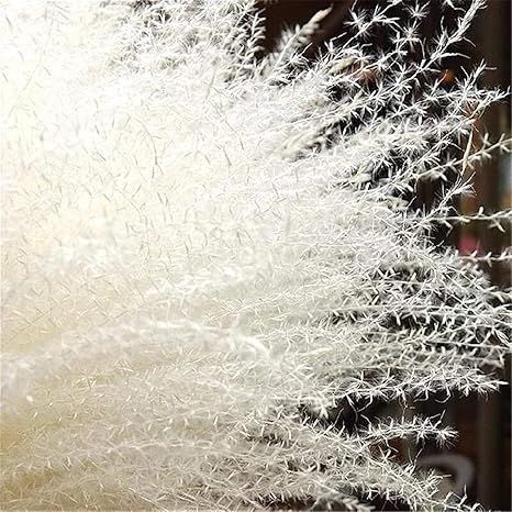 Amazon Dhdhwl ドライフラワー 花のブーケふわふわホームデコレーション 干しパンパスグラスインテリアホワイトピンク色の結婚式の花自然植物 Color 10pcs White Color 造花 オンライン通販