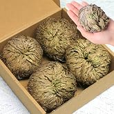 4-Pack Large Premium Dried Rose of Jericho, Selaginella Resurrection Grass | Dried Fern Scale Leaf Prayer Plant, Symbol of Abundance and Prosperity, Ideal for Home Decoration and Spiritual Healing