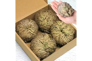 EQUSYM 4-Pack Large Premium Dried Rose of Jericho, Selaginella Resurrection Grass, Dried Fern Scale Leaf Prayer Plant, Symbol of Abundance and Prosperity, Ideal for Home Decoration and Spiritual Healing