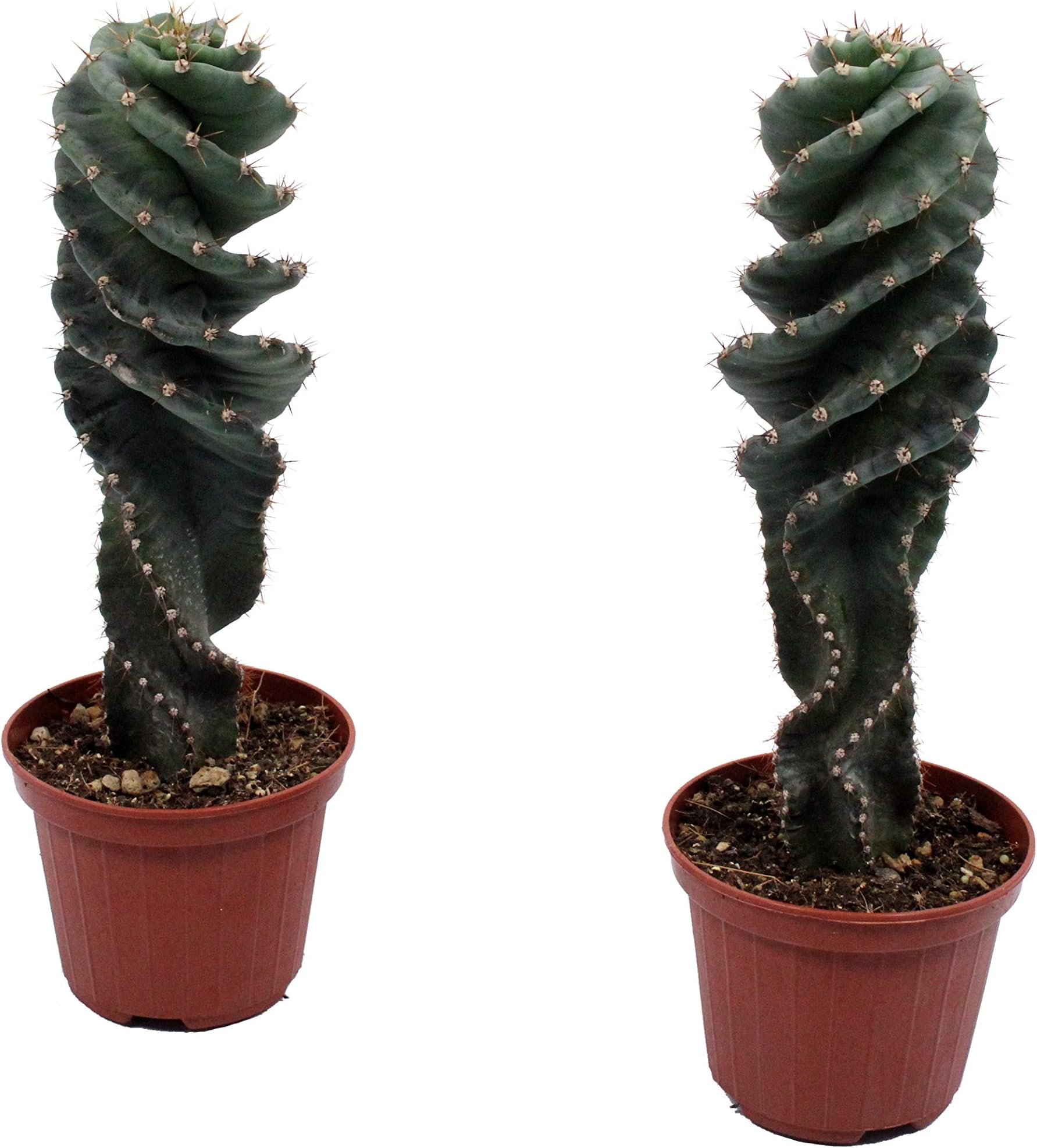 Choice of Green - Cereusforbesii - Cactus - Set of 2 Pieces - Live Indoor Plant in Growerspot Diameter 11 cm - Height 20 cm - Quality from Holland - Fresh from The Grower
