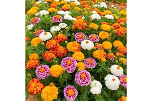 Marigold Seeds for Planting, Mixed Colour, Heirloom, Open Pollinated, 100+ Seeds, Annual Flowers for Outdoor Garden