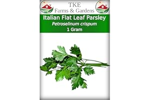 TKE Farms & Gardens - Italian Flat Leaf Parsley Seeds for Planting, 600+ Heirloom Non-GMO Seeds, Perfect for Indoor and Outdoor Gardens, Petroselinum crispum, Qty 1
