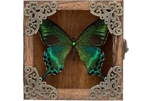 HUDIRGO Taxidermy Butterfly Shadow Box Picture Frame - Real Butterfly Framed Meticulously Handcrafted, Framed Butterfly Taxidermy Gothic Room Decor (Green-Banded Queen Butterfly (Family Papilionidae))