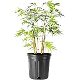 Golden Goddess Bamboo | 1 Large Trade Gallon Size Plant | Bambusa multiplex | Fast Growing Privacy Screen | Clumping Bamboo Landscapes Gardens Walkways Borders Foundation Beds Decorative Accent Use