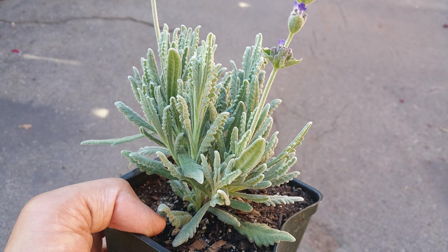 Best Herb Garden Box Lavender
