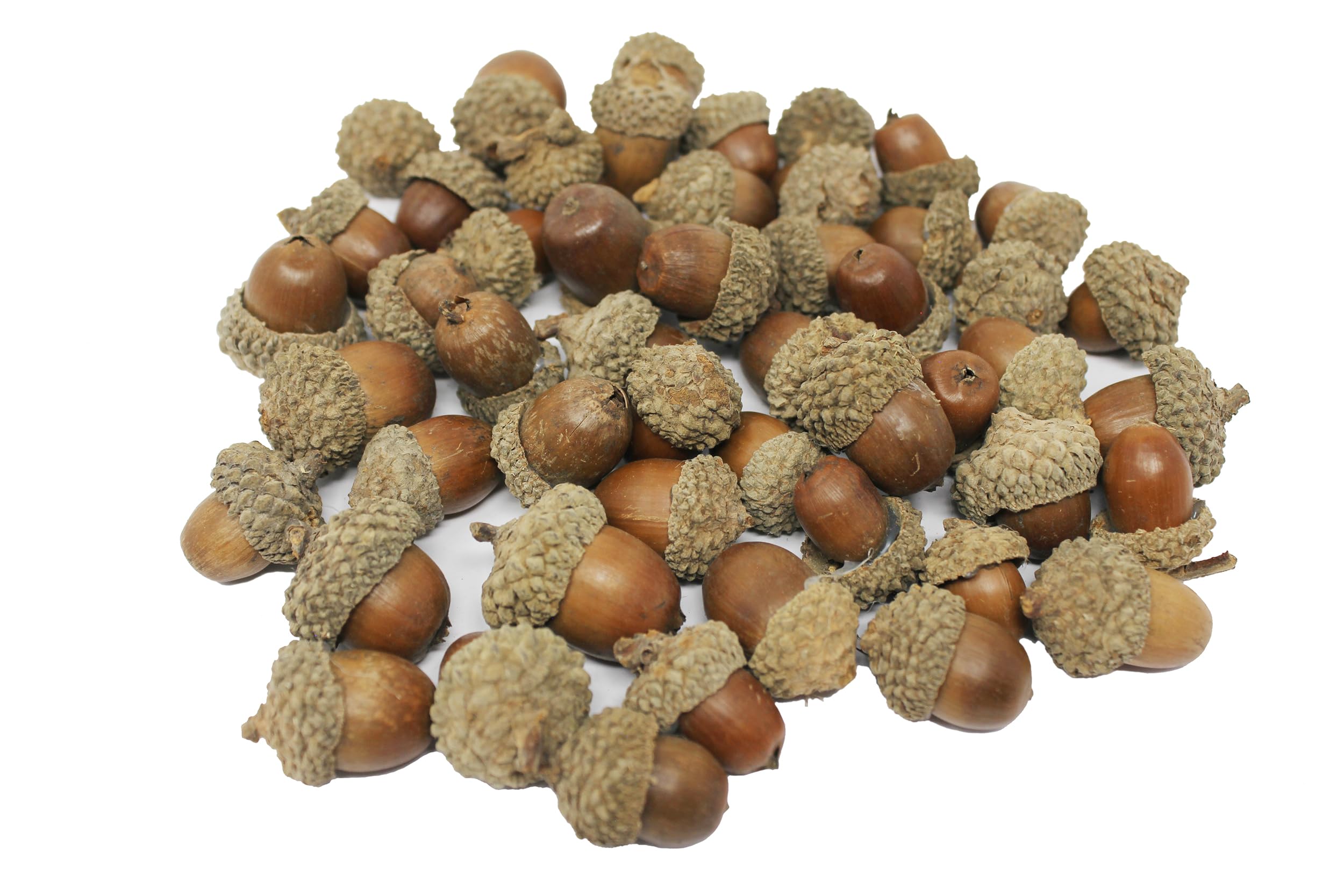 Bright Ideas Natural Acorns PK50 2-3cm Ideal for Kids' Arts and Crafts, Christmas, Sensory Stimulation, Festival Party and Festival Decortaion Props for Craft. BI8400.
