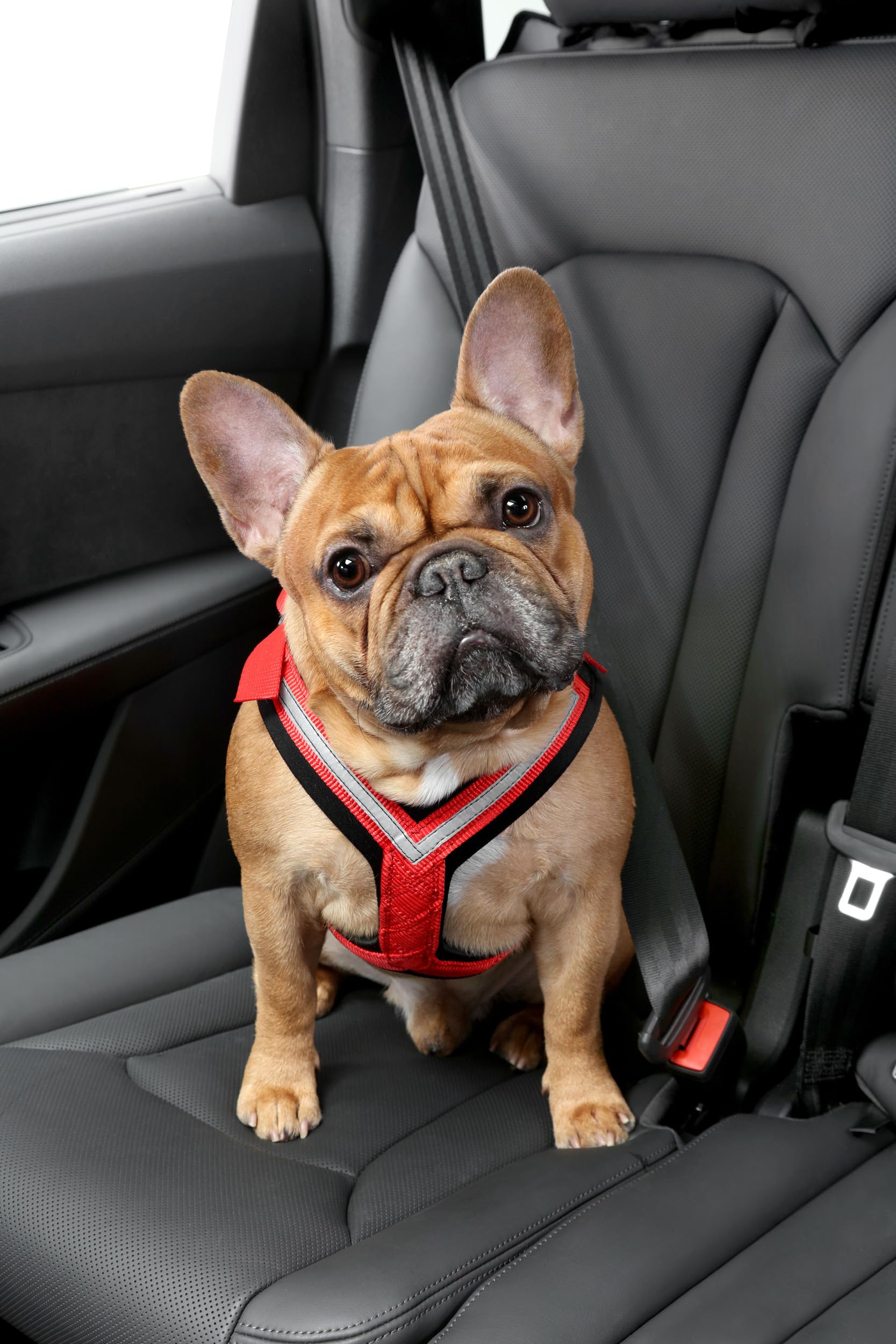 Kleinmetall 15390000 Dog Safety Belts