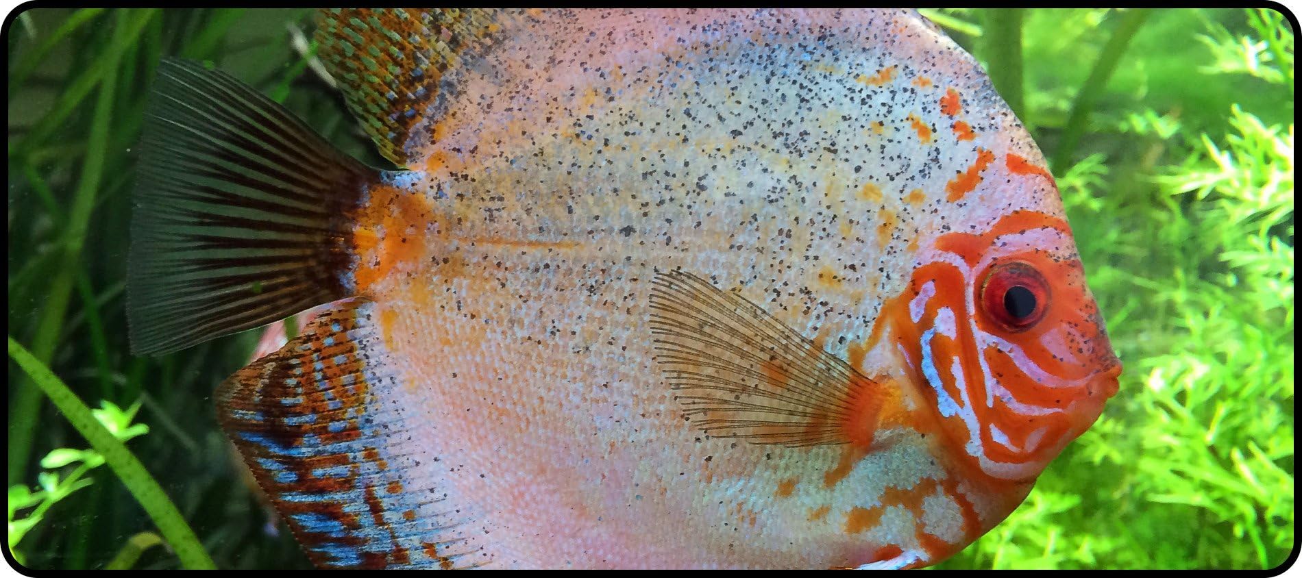 Lidoy Silky Smooth cichlid fish aquarium Large Gaming Super Big Mouse Pad 900x400x4mm(35.43x15.75x0.16inch)