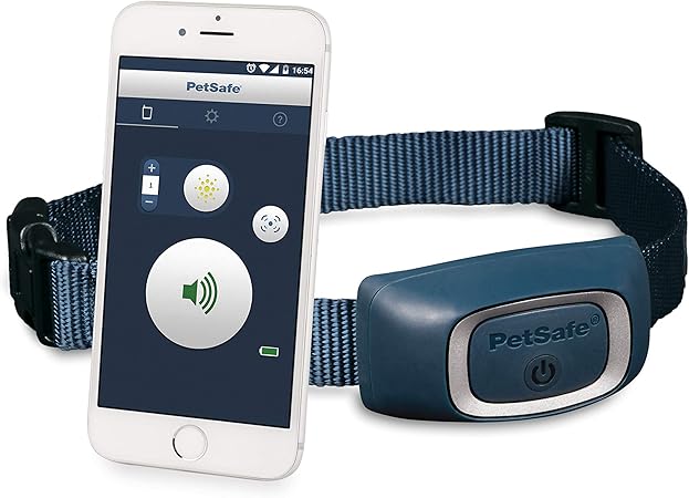 orange roan cocker spaniel for sale