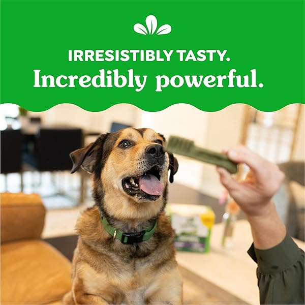 GREENIES ORIGINAL LARGE DENTAL DOG TREATS, 54 OZ. PACK (34 TREATS)