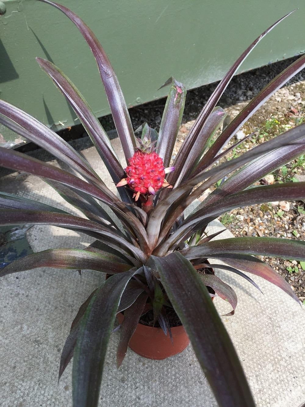 Pineapple Pacifico Red Plant with Pineapple Fruit Growing in a 12cm Pot