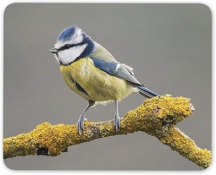 Amazon マウスマットパッドウォッチングブルーシジュウカラ鳥 かわいい野生生物楽しいコンピュータギフト Destination Vinyl Mats パソコン 周辺機器 通販