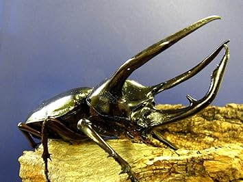 Amazon コーカサスオオカブト幼虫 350円 Big Horn 昆虫 通販