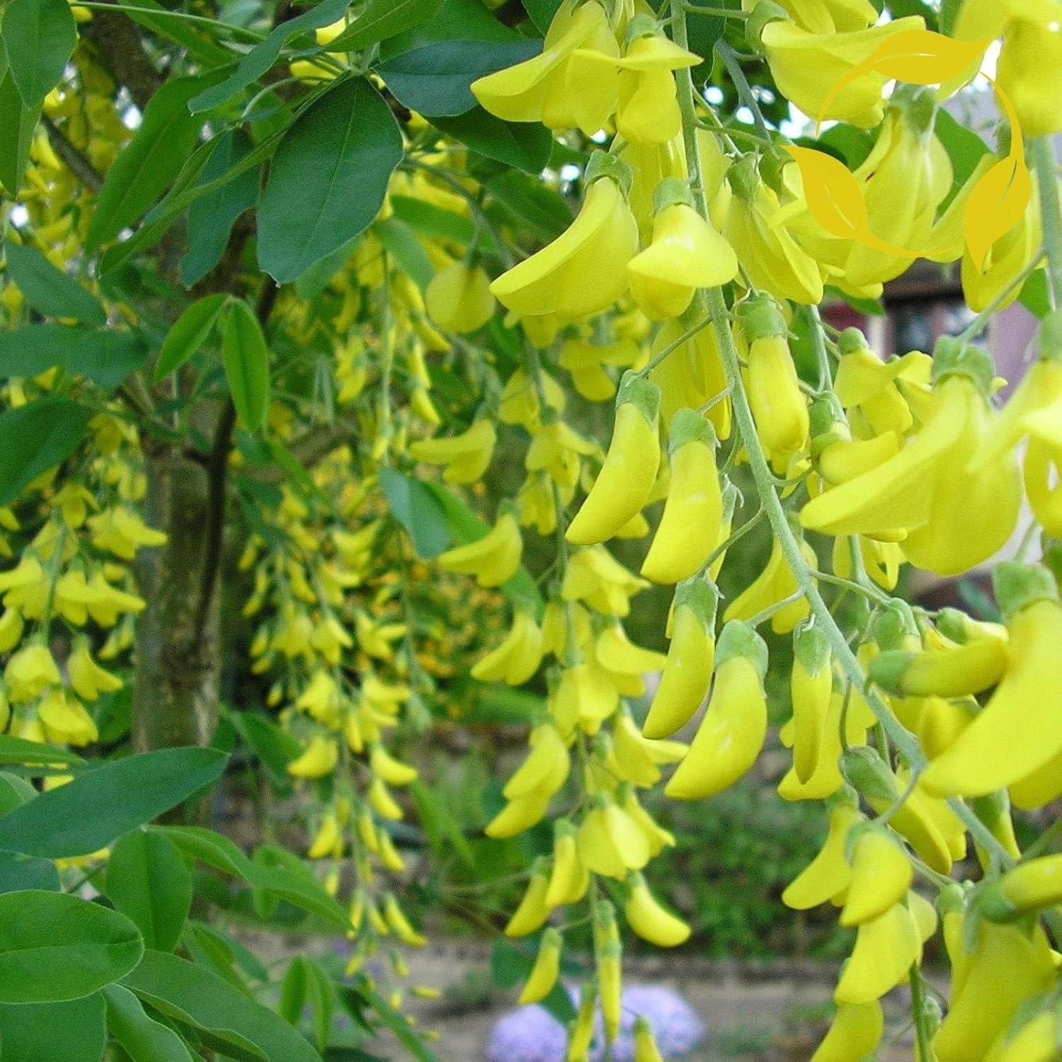 Golden Chain Tree Laburnum Anagyroides 15+ Seeds