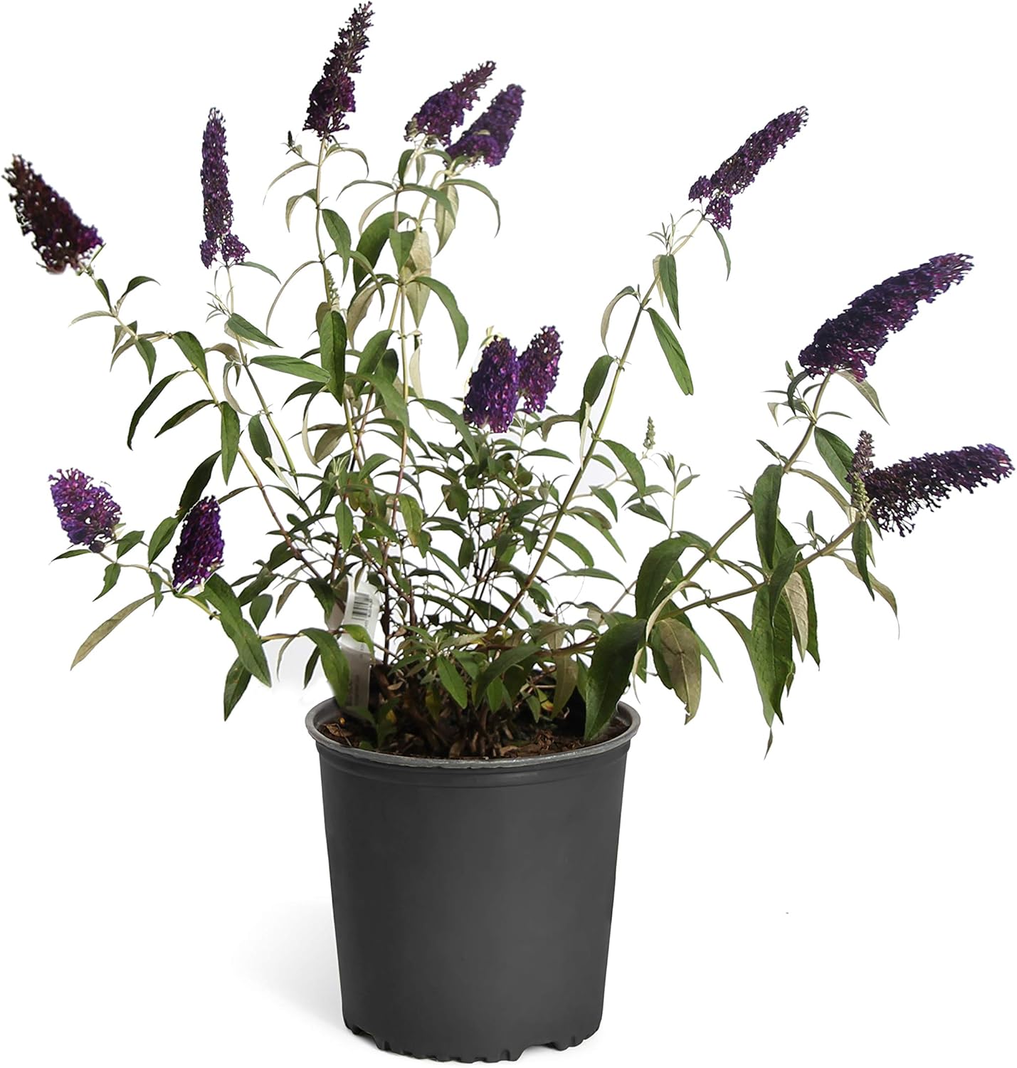Butterfly Bush How To Plant Grow And Care For Butterfly Bushes Hgtv
