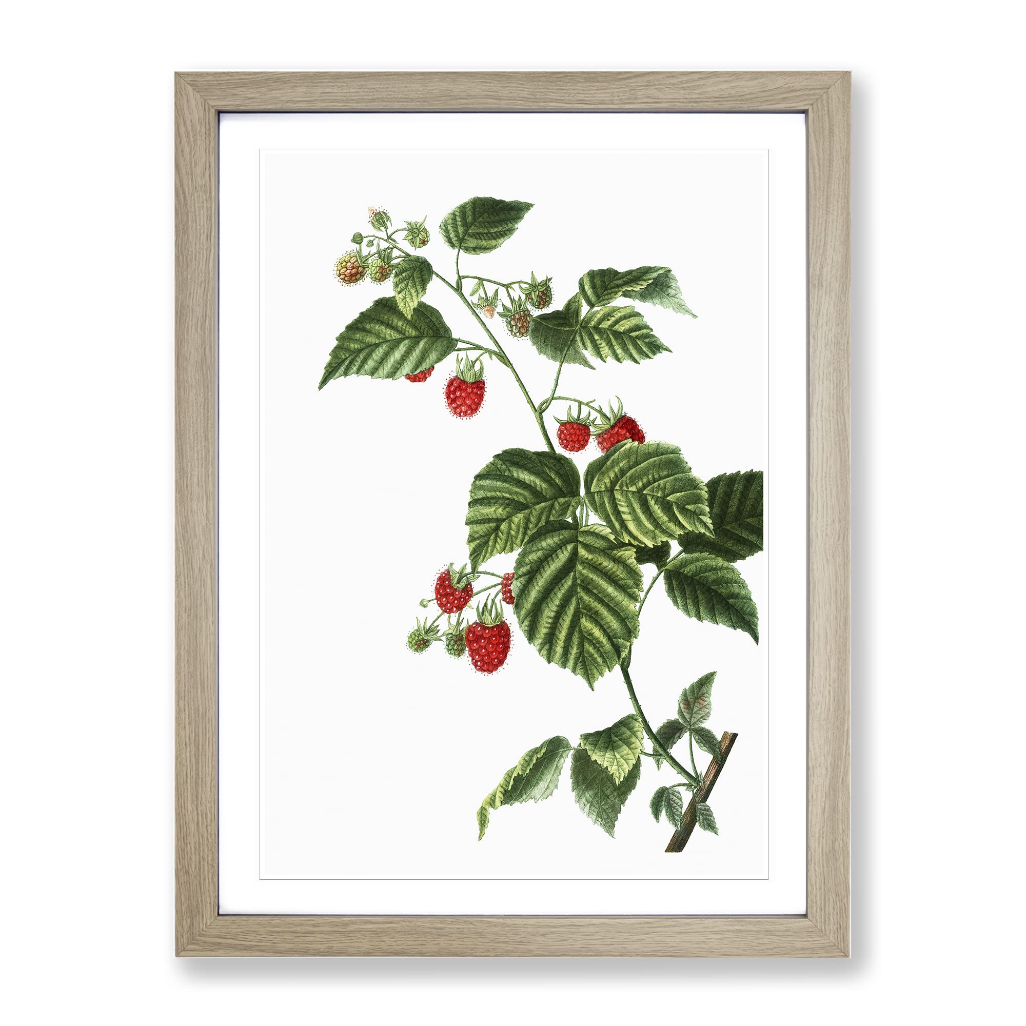 Rasberry Plant By Pierre Joseph Redoute Vintage Framed Wall Art Print, Ready to Hang Picture for Living Room Bedroom Home Office Décor, Oak A3 (34 x 46 cm)