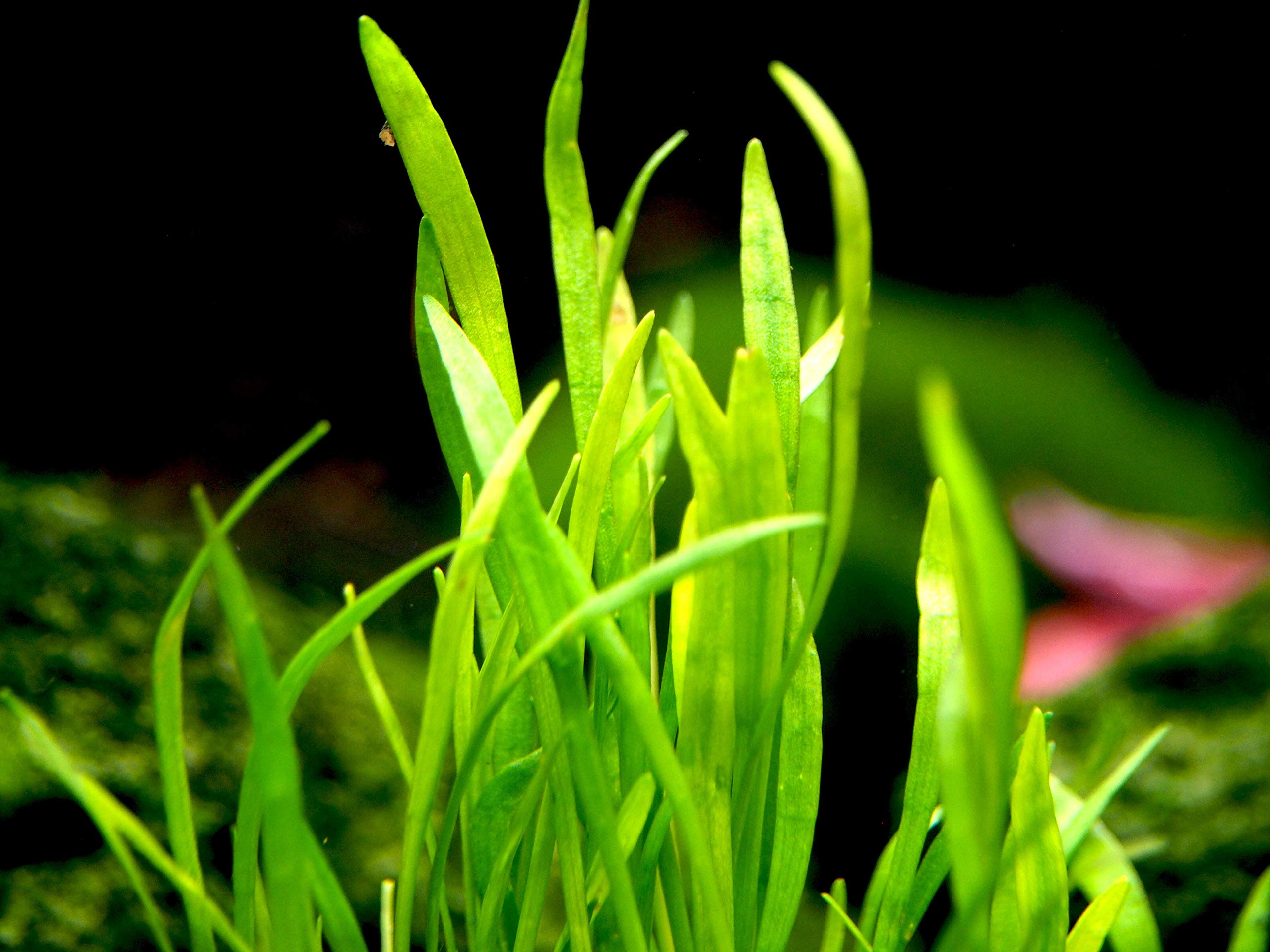 Aquatic Arts Micro Sword Plant Live Aquarium Plants Buy Online in