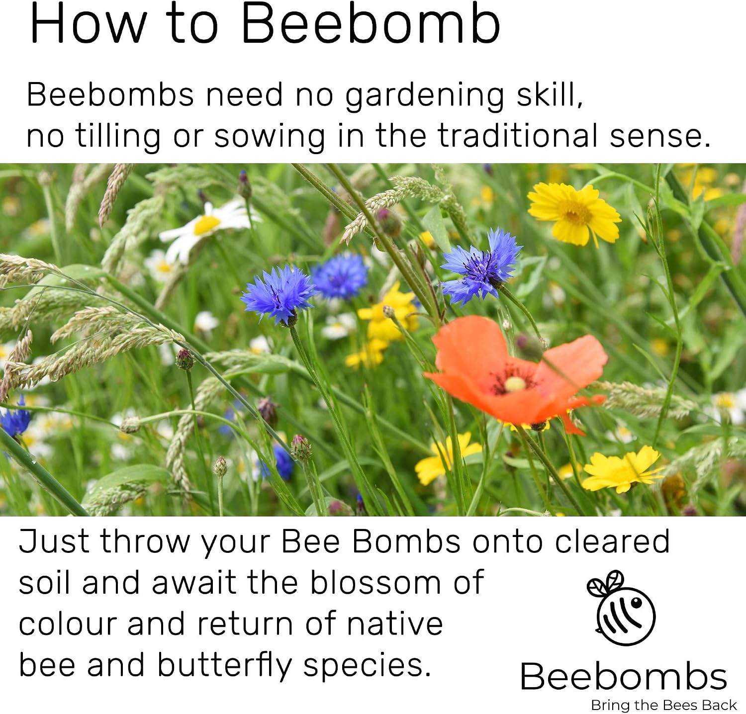 Official Beebombs Wild Flower Seeds UK Native Mix, Handmade in Dorset Wildflower Meadow Seed Balls, Bee Gifts - Image 5