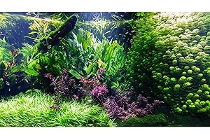 RIIVVDISE Aquarium Background Various Underwater Grass Plants Aquarium Backdrop Vivid and Fresh Green Aquatic Plants Stone River Bed and Dead Wood Tank Background Vinyl 24x12in