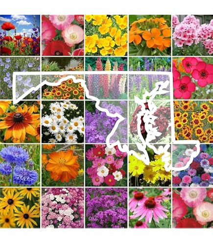 plant nursery slow release fertilizer Slow-Release Fertilizer | Feeds for 6 Months | No Burn main image 0