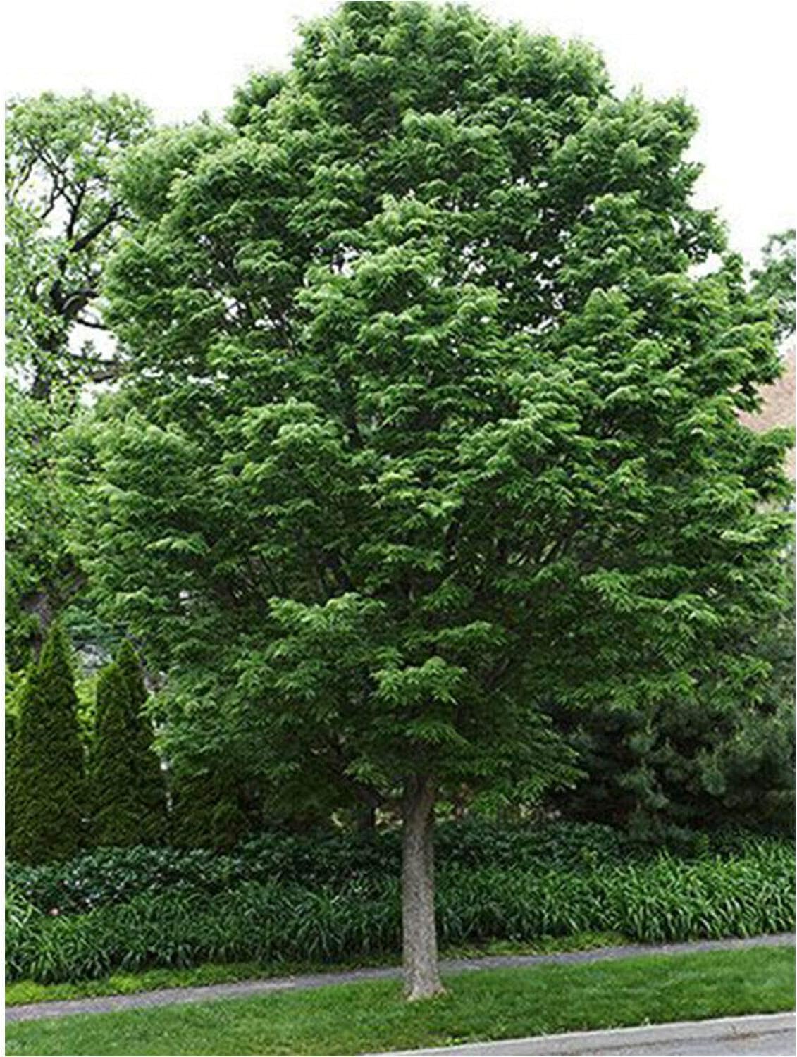 Hackberry Tree Healthy Established Rooted 1