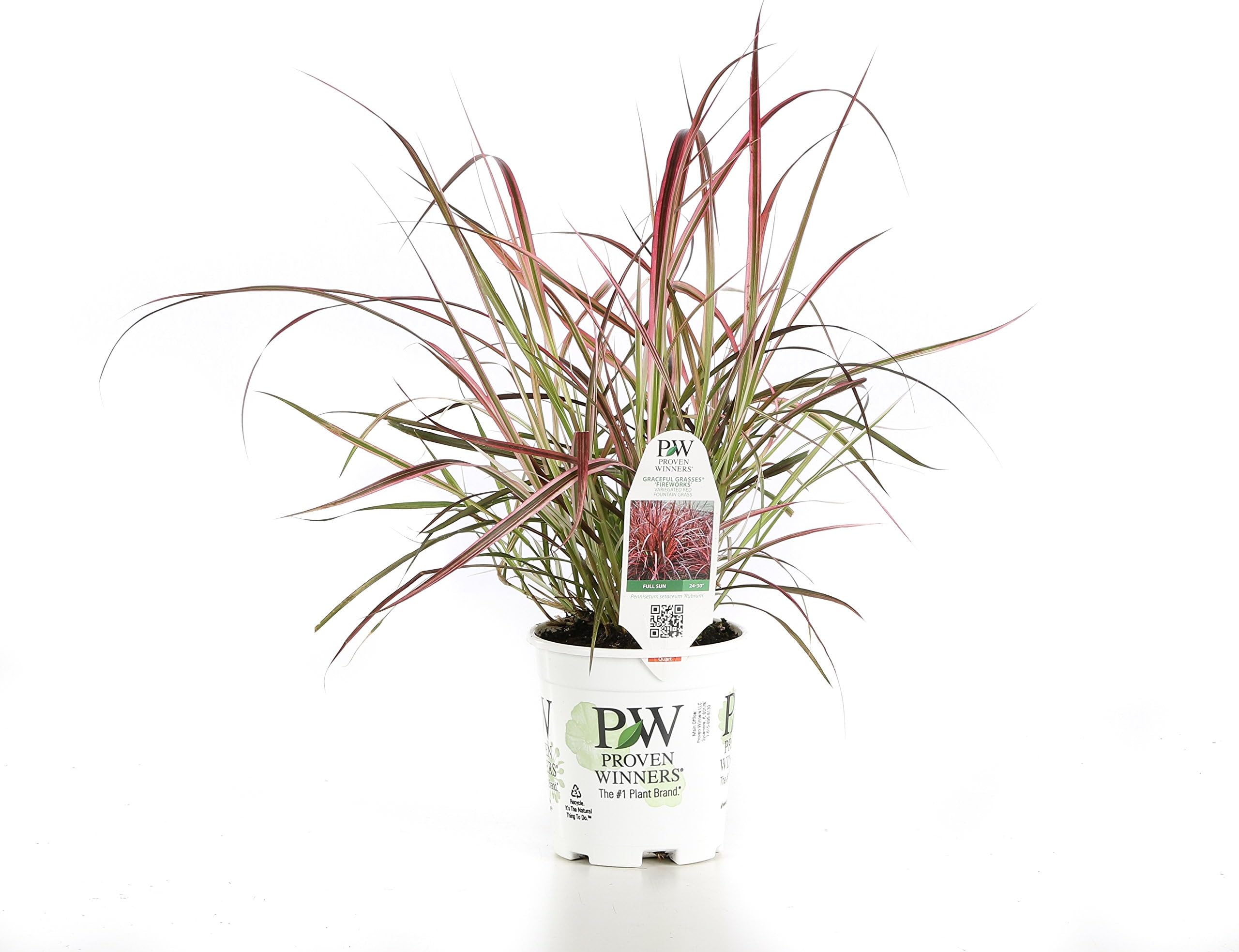 Graceful Grasses Fireworks Variegated Red Fountain Grass (Pennisetum) Live Plant, Green and Pink Foliage, 4.5 in. Quart