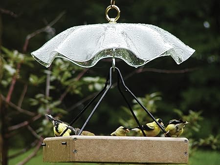 Amazon Com Birds Choice Clear Weather Guard Wild Bird Dome
