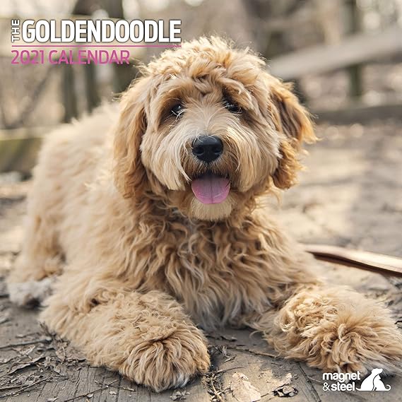 Amazon ゴールデンドゥードル トラディショナル 21 ミニカレンダー カレンダー 文房具 オフィス用品